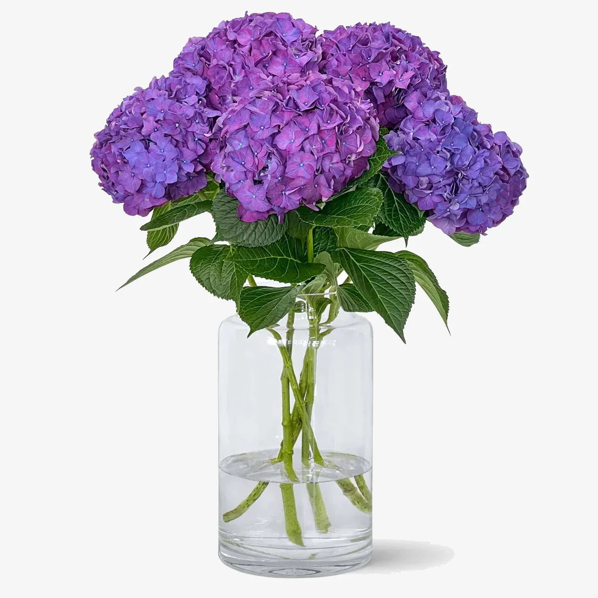 Hortensias Moradas