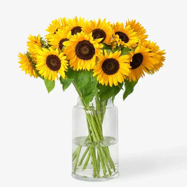 Girasoles