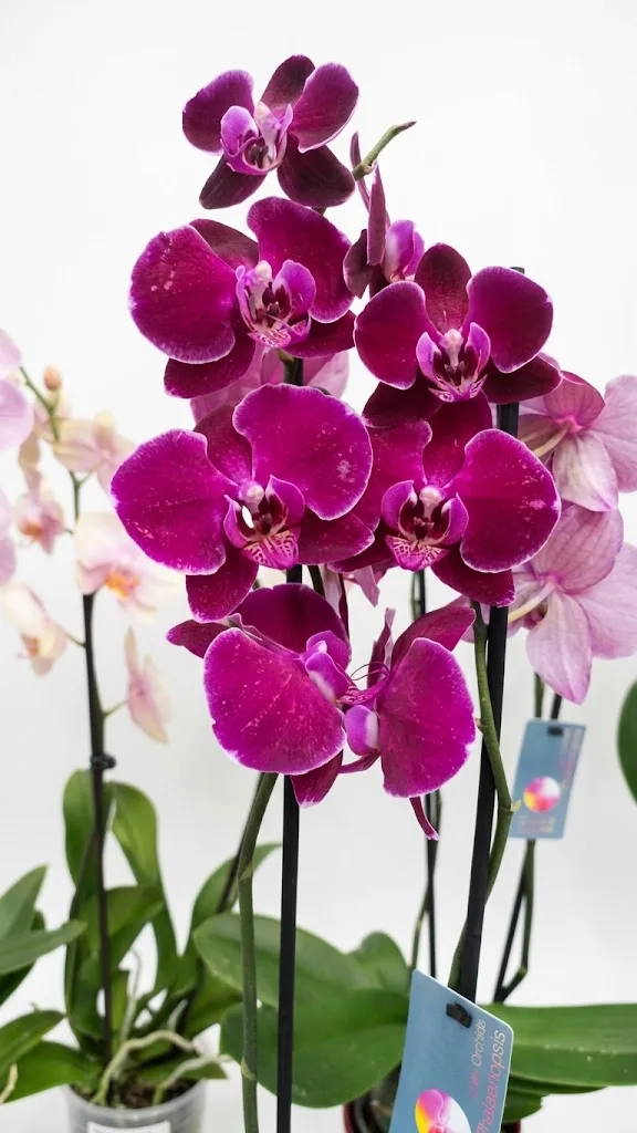 Orquidea Morada