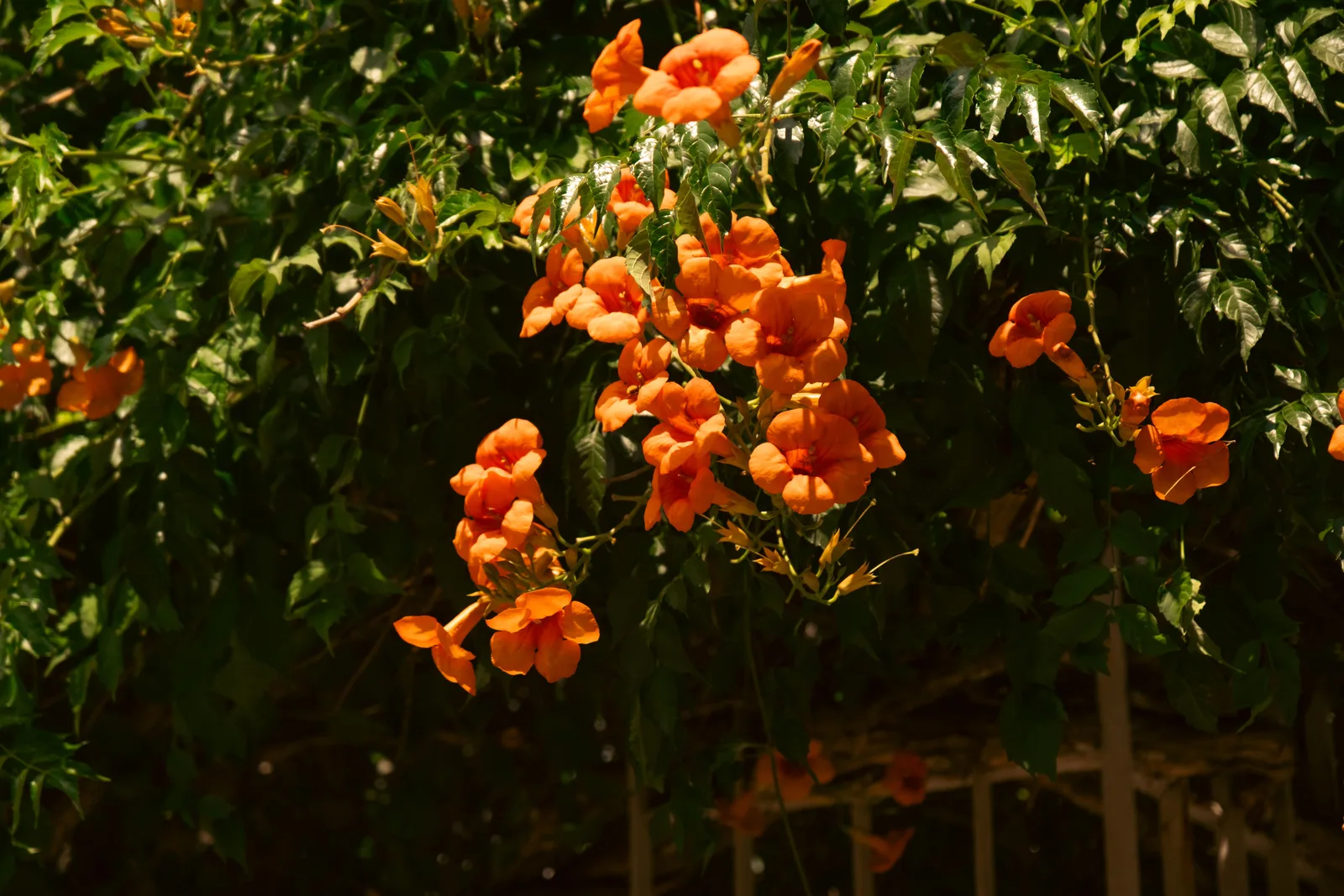 Flores de temporada, mes a mes
