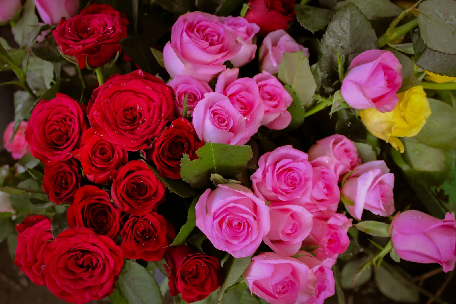 El significado de los colores de las rosas